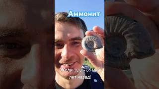 Аммонит ammonite [upl. by Nevram]