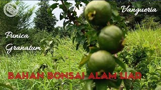 MANFAATKAN BAHAN BONSAI ALAM LIAR  PUNICA GRANATUM  VANGUERIA  bonsai blusukanbonsai [upl. by Gnouhp]