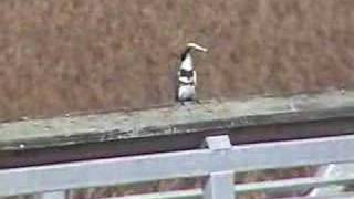 Belted kingfisher trying to eat a fish  Martin pescador [upl. by Anavlys]