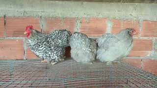 Pekin Bantam coucou amp blue  farm Tzouramani [upl. by Easlehc]