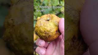 Top 5 Unique Varieties of Fruit [upl. by Eleda]