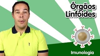 Imunologia 2  Órgãos Linfóides [upl. by Yht828]