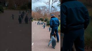 This zoo hosts Penguin Parades [upl. by Frankel461]