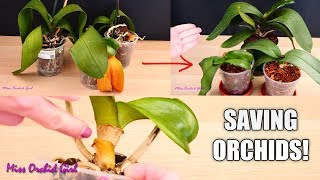 Orchid Care for Beginners  How to save sick rootless Phalaenopsis Orchids  Before amp After [upl. by Ludlew]