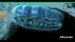 How Mitochondria produce energy Full process of Mitochondria mitochondria shorts youtubeshorts [upl. by Luce]