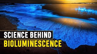 Science Behind Bioluminescence  How and Why Do Animals Create Their Own Light Glow in the Ocean [upl. by Simons]