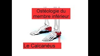 Le calcanéus  Anatomie descriptive  Ostéologie du membre inférieur [upl. by Waers15]