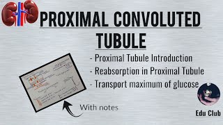 Proximal Convoluted Tubule  Tubular Reabsorption  Transport Maximum for Glucose  Renal Physio [upl. by Enitsugua]