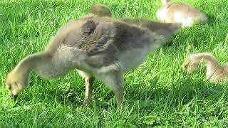 Canada geese and goslings Cambridge Ontario  clip 8754 [upl. by Oirretna]