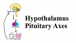 What is the Hypothalamus Pituitary Axis System  MCAT Biology  Med School Endocrinology [upl. by Ereynihc]