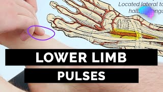 Lower Limb Pulses  OSCE Guide  UKMLA  CPSA [upl. by Anelej]