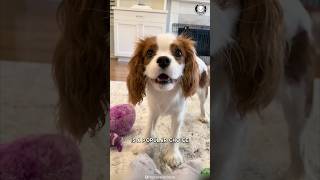 Cavalier King Charles Spaniel 🐶 The Best Family Pet [upl. by Assilana]