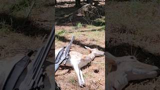 NSW State Forest Hunt  March 2024  Fallow Deer  Savage Model 24F hunting australia outback [upl. by Norford]