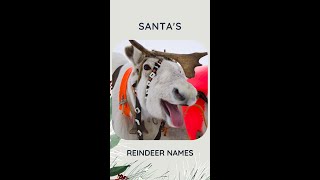 All Santas Reindeer Names 🎅 shorts [upl. by Jobey]