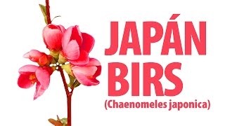 Japán birs Chaenomeles japonica [upl. by Harrak]