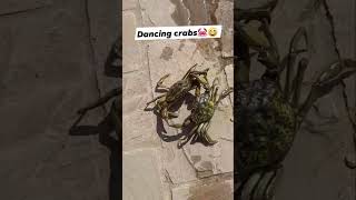 DANCING CRABS❗️🦀😂🤣😂 goodvibes foryou viral shorts [upl. by Llebanna]