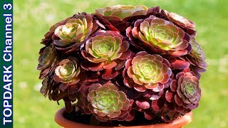 10 Variedades de Aeoniums [upl. by Ierbua934]