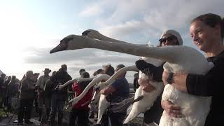 SWAN ROUND UP ABBOTSBURY DORSET 2019 [upl. by Ybur]