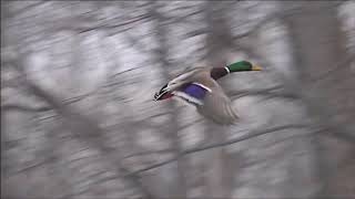 Vol de Canards  Duck flight [upl. by Siegler]