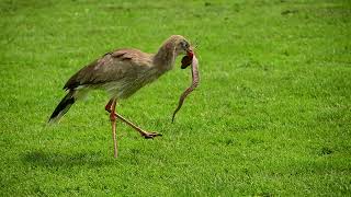 Redlegged Seriema  snake attack [upl. by Anirav]