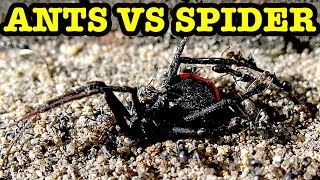 Redback Spider Vs Ant Nest amp Queen Ant Battle EDUCATIONAL VIDEO [upl. by Entwistle]