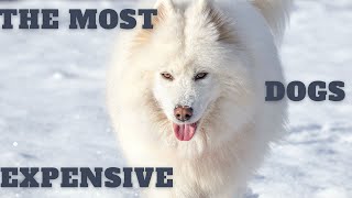 The most expensive dog breeds in the world [upl. by Damick]