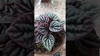 Peperomia Caperata Red RippleRed Crumpled Propagation short [upl. by Rambort183]