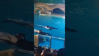 Orca encounters at SeaWorld Orlando pt 9 [upl. by Iahc]