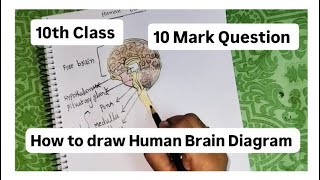 human brain diagram 10 th class biology important diagrams bookofscience [upl. by Graham]