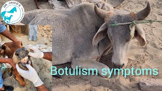 Botulism symptoms in cattle [upl. by Pudens431]