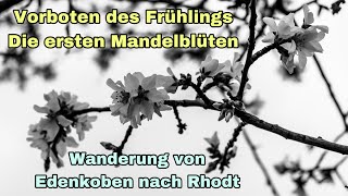 Vorboten des Frühlings  Mandelblüte  Von Edenkoben nach Rhodt [upl. by Gnilyarg360]