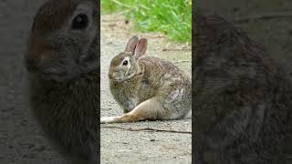 Rabbit sounds wildlife animalsounds [upl. by Pris]