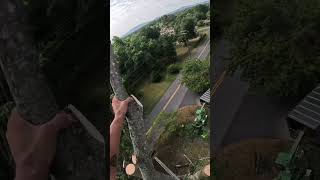 Send another Top stihl chainsaw satisfying arborist tree treework [upl. by Creigh]