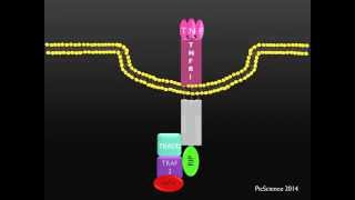 PicScience TNFR1 Death Receptor [upl. by Ck]