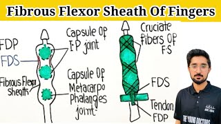 Fibrous Flexor Sheath Digital Synovial Sheath Anatomy [upl. by Beyer]