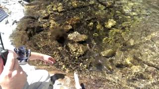 Wild trout fishing in the Cucamonga wilderness [upl. by Fernyak150]