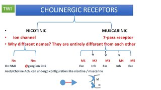 CHOLINERGIC PHARMACOLOGY OVERVIEW PART 1 SYNTHESIS OF ACH [upl. by Tteragram394]