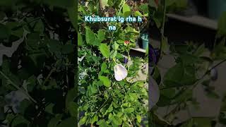 Aprajita ka plant khubsurat h flowers vastutips love fact astrology [upl. by Iana]