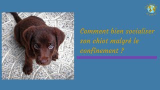 Comment bien socialiser son chien malgré le confinement [upl. by Shakti201]