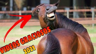 🤠 Animales Graciosos 2021 🐱🐶 Si te Ríes Pierdes 123 IMPOSIBLE [upl. by Nnailuj819]