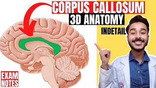 corpus callosum anatomy 3d  white matter of cerebrum anatomy [upl. by Enrahs]