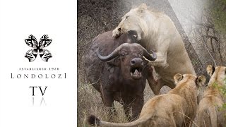 Ultimate Lions vs Buffalo  Londolozi TV [upl. by Jaal]