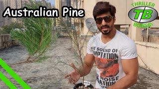 Australian Pine  Pruning amp Repotting  Training Bonsai From Seed  Year 3 [upl. by Nal]