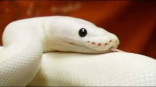 Snake Bytes TV  quotWhite Snakes or Albino Serpentsquot [upl. by Ivek892]