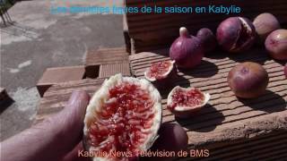 Les dernières figues de la saison en Kabylie Algérie [upl. by Fita]