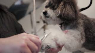 Pawgo LA Schanuzer Doodle Schnoodle Grooming [upl. by Melquist]