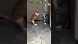 😹Cats being overdramatic😹 [upl. by Adiaros]