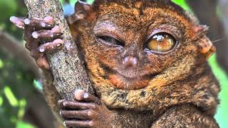 True Facts About The Tarsier [upl. by Nilac]