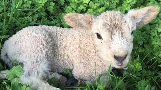 Cute baby lamb bleating  Baby lamb makes baaing sounds [upl. by Nanor697]