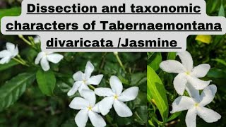 Dissection and Taxonomic characters of Tabernaemontana divaricataJasmine chandni botanypractical [upl. by Akinar]